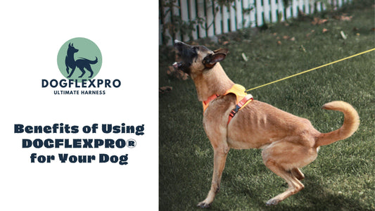 Benefits of Using DOGFLEXPRO® for Your Dog - DOGFLEXPRO