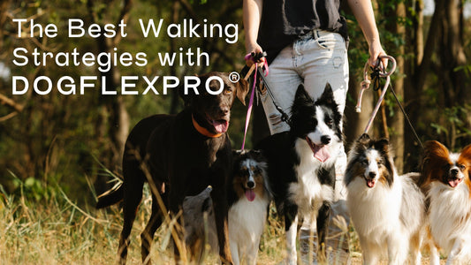 The Best Walking Strategies with DOGFLEXPRO® - DOGFLEXPRO